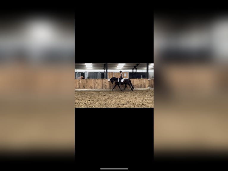 Belgian Warmblood Gelding 4 years 15,3 hh Black in Sint-Laureins