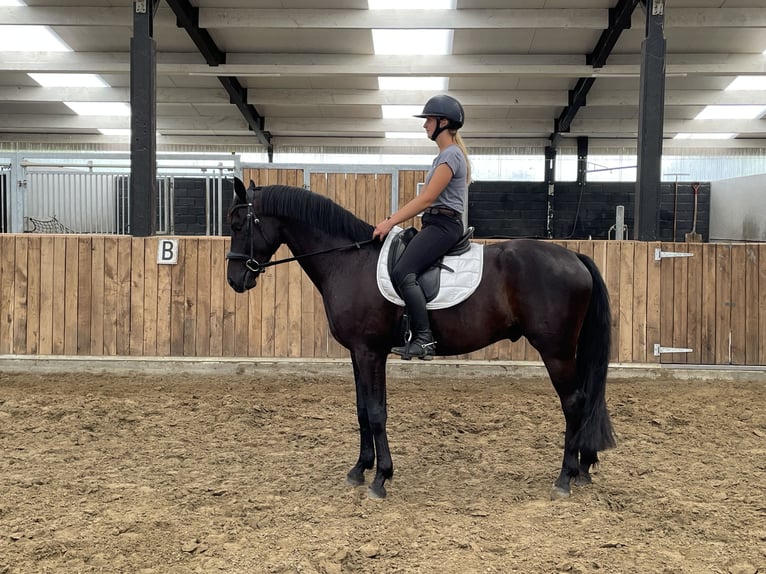 Belgian Warmblood Gelding 4 years 15,3 hh Black in Sint-Laureins