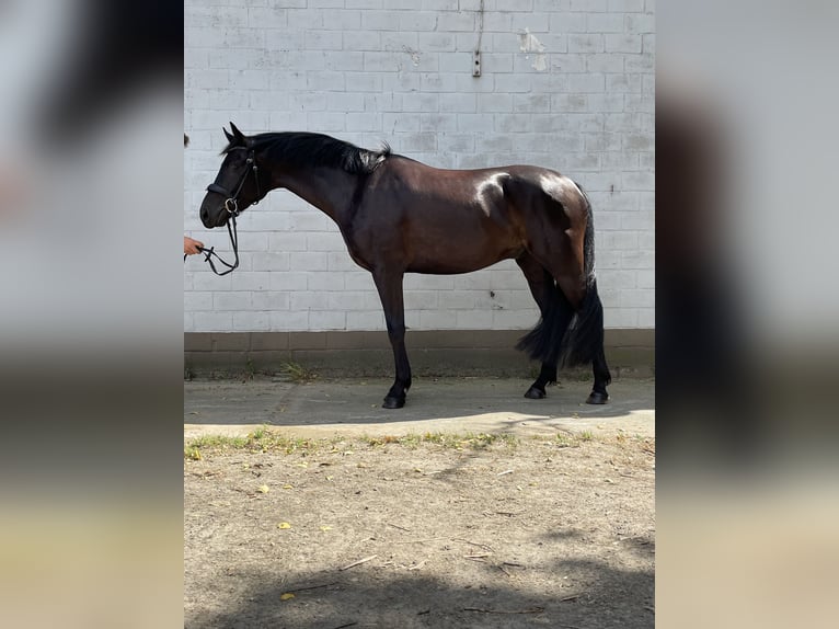 Belgian Warmblood Gelding 4 years 15,3 hh Black in Sint-Laureins