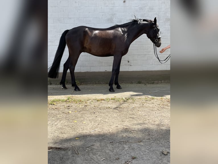 Belgian Warmblood Gelding 4 years 15,3 hh Black in Sint-Laureins