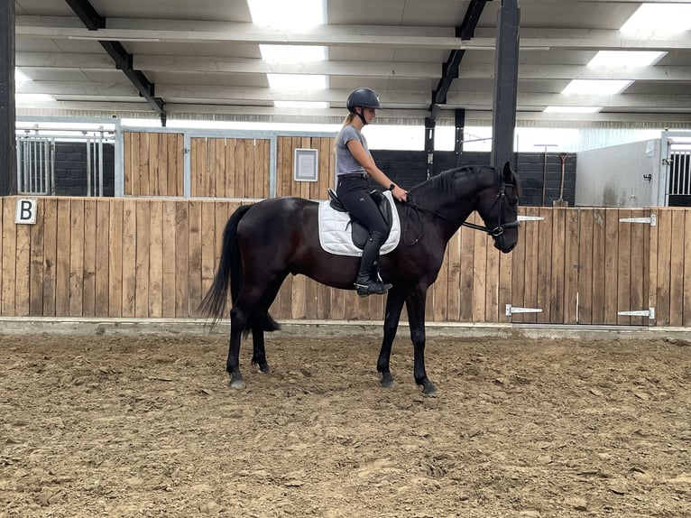 Belgian Warmblood Gelding 4 years 15,3 hh Black in Sint-Laureins