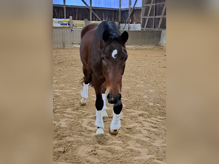 Belgian Warmblood Gelding 4 years 15,3 hh Brown in Wülfrath