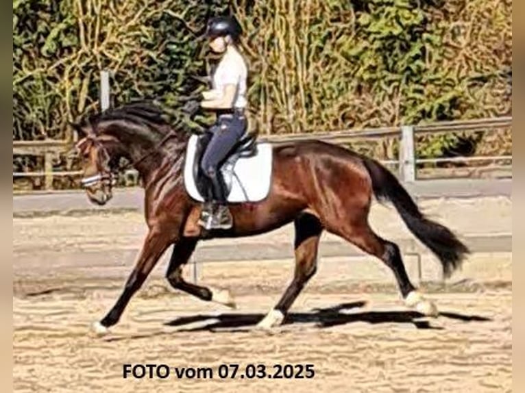 Belgian Warmblood Gelding 4 years 15,3 hh Brown in W&#xFC;lfrath