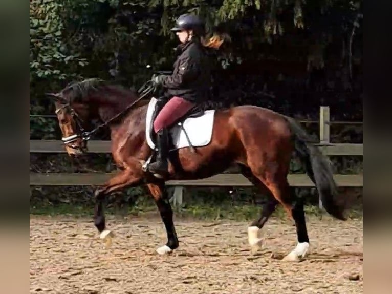 Belgian Warmblood Gelding 4 years 15,3 hh Brown in W&#xFC;lfrath