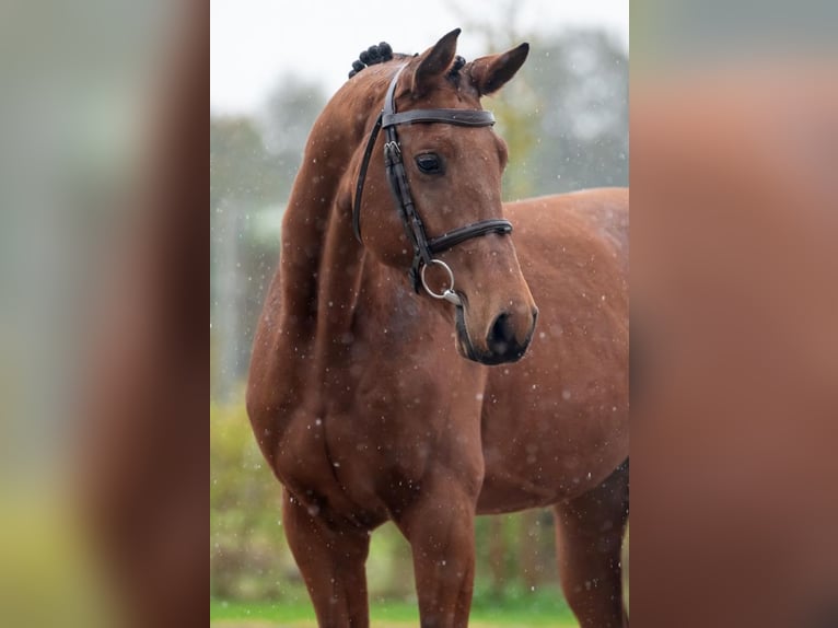 Belgian Warmblood Gelding 4 years 15,3 hh Brown in Bladel