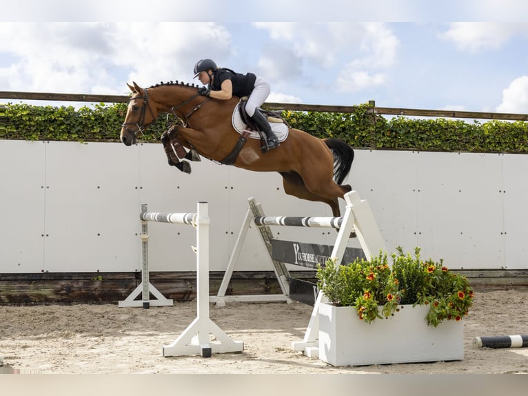 Belgian Warmblood Gelding 4 years 15,3 hh Brown in Waddinxveen