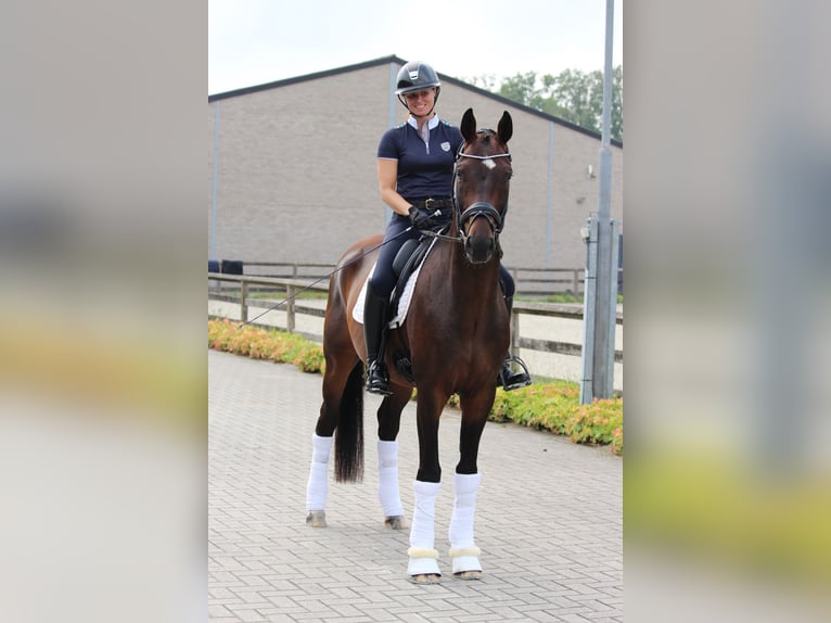 Belgian Warmblood Gelding 4 years 16,1 hh Bay-Dark in Laakdal