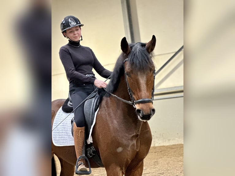 Belgian Warmblood Gelding 4 years 16,1 hh Bay-Dark in Kortenaken