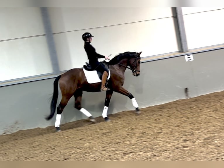 Belgian Warmblood Gelding 4 years 16,1 hh Bay-Dark in Kortenaken