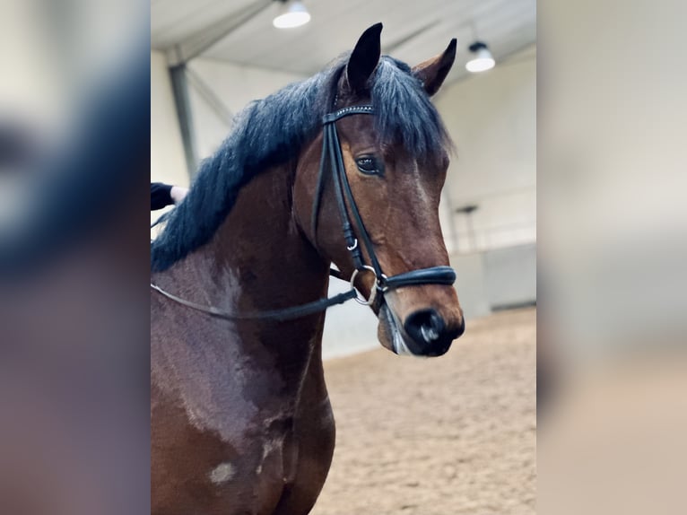 Belgian Warmblood Gelding 4 years 16,1 hh Bay-Dark in Kortenaken