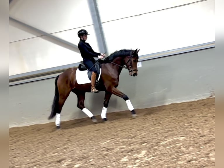 Belgian Warmblood Gelding 4 years 16,1 hh Bay-Dark in Kortenaken