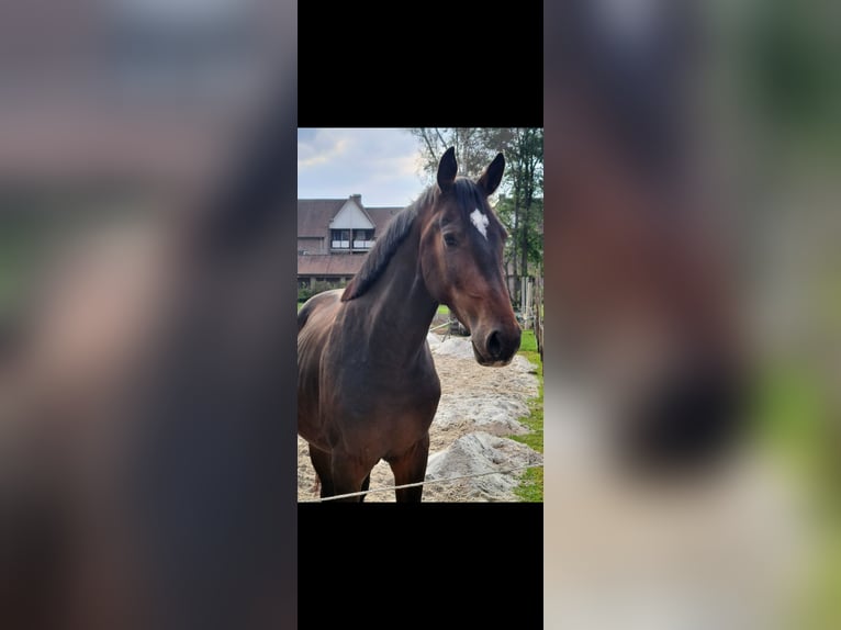 Belgian Warmblood Gelding 4 years 16.1 hh Brown in Maasmechelen