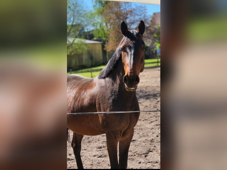 Belgian Warmblood Gelding 4 years 16.1 hh Brown in Maasmechelen