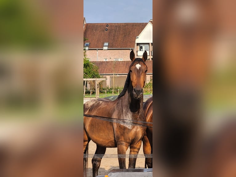 Belgian Warmblood Gelding 4 years 16.1 hh Brown in Maasmechelen
