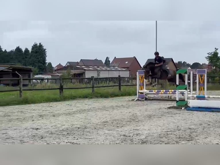 Belgian Warmblood Gelding 4 years 16.1 hh Brown in Maasmechelen