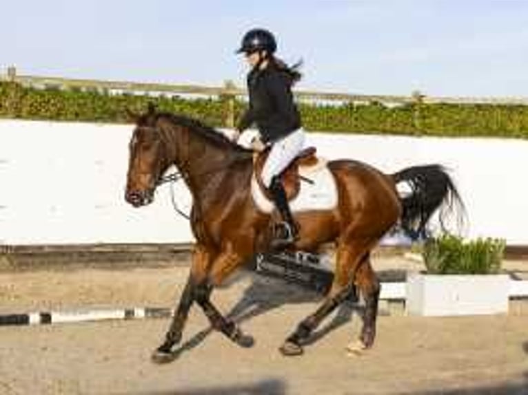 Belgian Warmblood Gelding 4 years 16,1 hh Brown in Waddinxveen