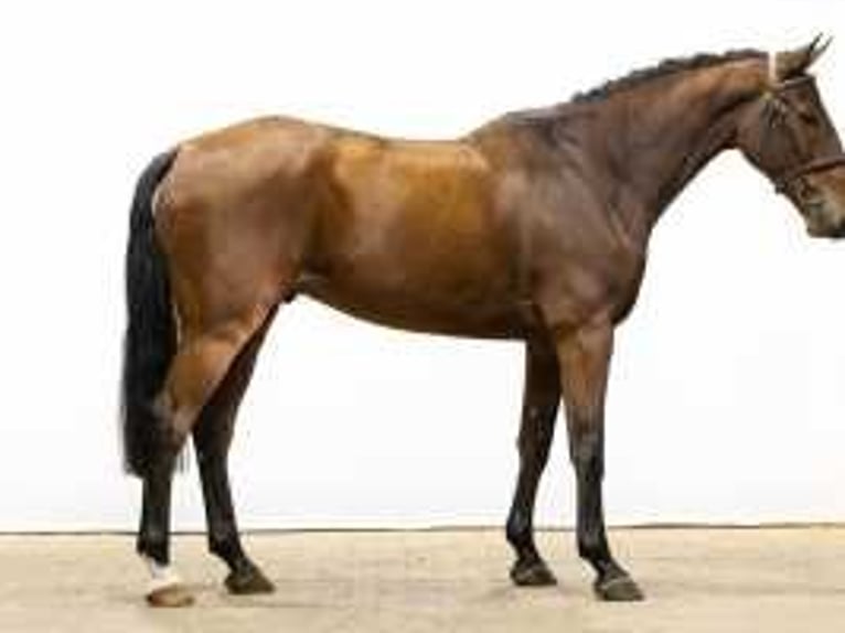 Belgian Warmblood Gelding 4 years 16,1 hh Brown in Waddinxveen