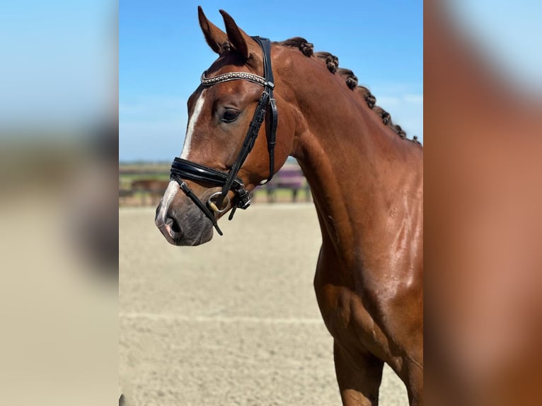 Belgian Warmblood Gelding 4 years 16.1 hh Chestnut in Muiden
