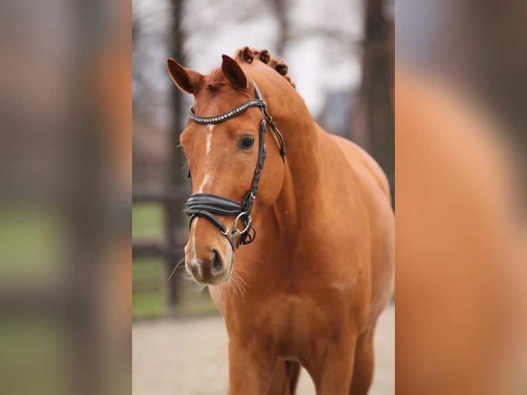 Belgian Warmblood Gelding 4 years 16.1 hh Chestnut-Red in Xanten