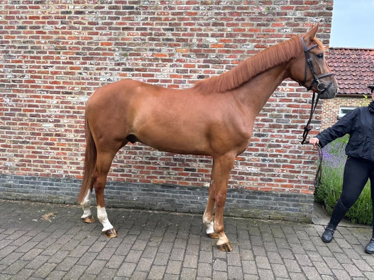 Belgian Warmblood Gelding 4 years 16.1 hh Chestnut-Red in Zele