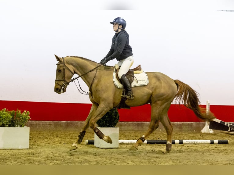 Belgian Warmblood Gelding 4 years 16,1 hh Chestnut-Red in Waddinxveen