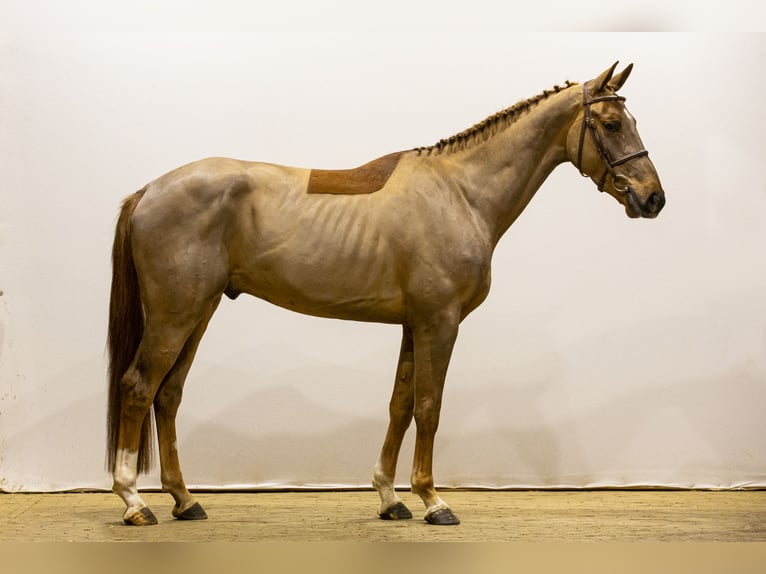 Belgian Warmblood Gelding 4 years 16,1 hh Chestnut-Red in Waddinxveen