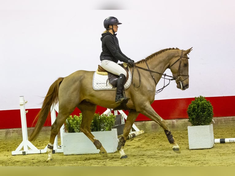 Belgian Warmblood Gelding 4 years 16,1 hh Chestnut-Red in Waddinxveen