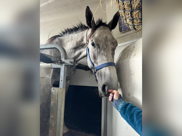 Belgian Warmblood Gelding 4 years 16,1 hh Gray in Sint-Amands