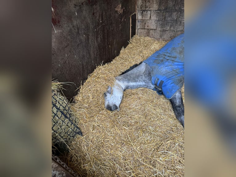 Belgian Warmblood Gelding 4 years 16,1 hh Gray in Sint-Amands