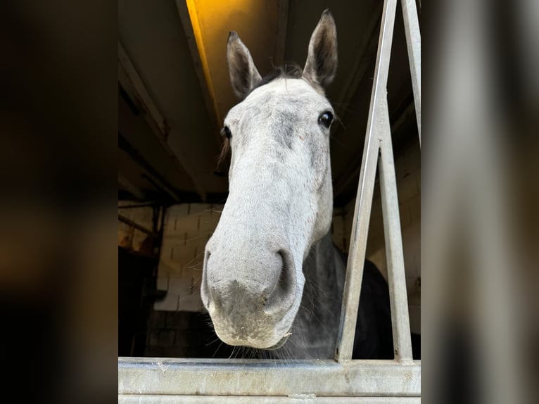 Belgian Warmblood Gelding 4 years 16,1 hh Gray in Sint-Amands