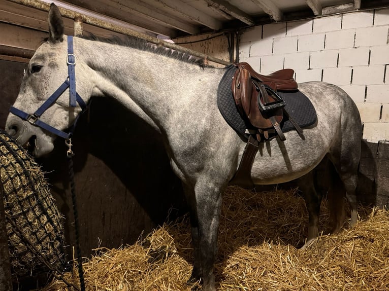 Belgian Warmblood Gelding 4 years 16,1 hh Gray in Sint-Amands