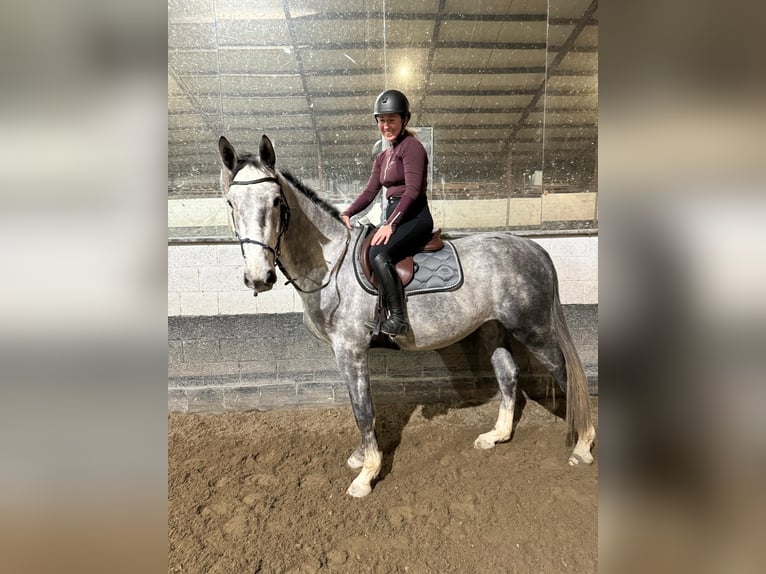 Belgian Warmblood Gelding 4 years 16,1 hh Gray in Sint-Amands