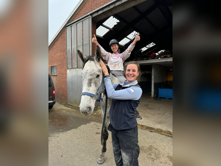 Belgian Warmblood Gelding 4 years 16,1 hh Gray in Sint-Amands