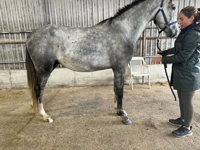 Belgian Warmblood Gelding 4 years 16,1 hh Gray in Sint-Amands