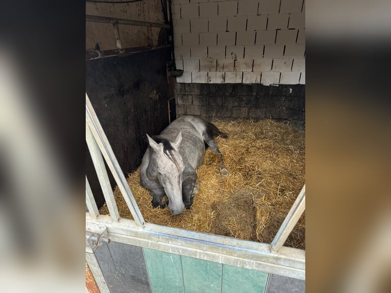 Belgian Warmblood Gelding 4 years 16,1 hh Gray in Sint-Amands