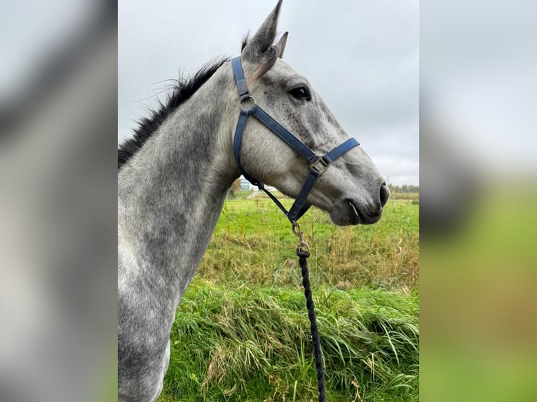 Belgian Warmblood Gelding 4 years 16,1 hh Gray in Sint-Amands