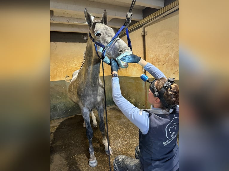 Belgian Warmblood Gelding 4 years 16,1 hh Gray in Sint-Amands