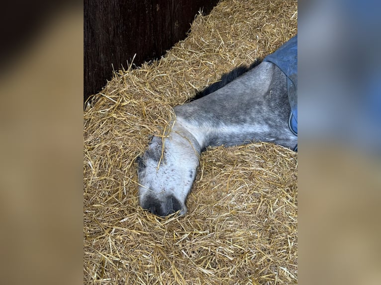 Belgian Warmblood Gelding 4 years 16,1 hh Gray in Sint-Amands