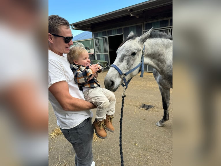 Belgian Warmblood Gelding 4 years 16,1 hh Gray in Sint-Amands