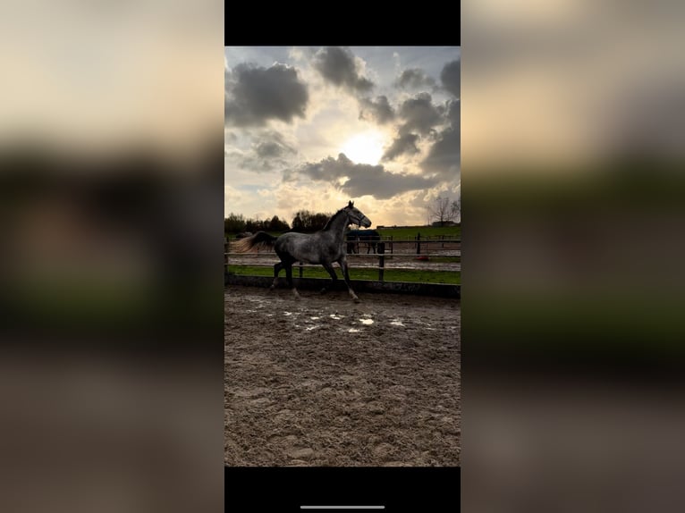 Belgian Warmblood Gelding 4 years 16,1 hh Gray in Sint-Amands