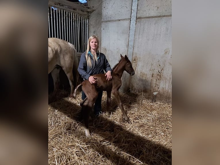 Belgian Warmblood Gelding 4 years 16,1 hh Gray in Sint-Amands