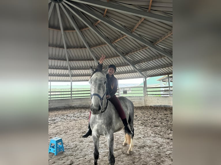 Belgian Warmblood Gelding 4 years 16,1 hh Gray in Sint-Amands