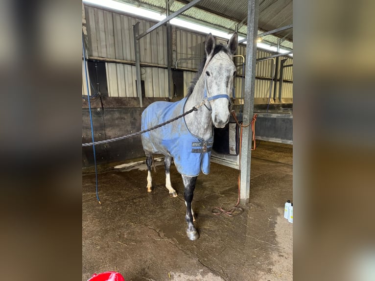 Belgian Warmblood Gelding 4 years 16,1 hh Gray in Sint-Amands