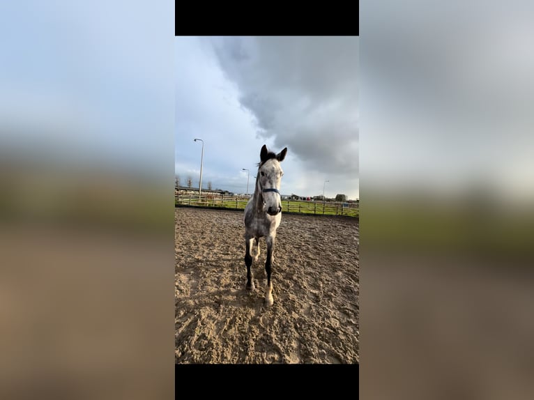 Belgian Warmblood Gelding 4 years 16,1 hh Gray in Sint-Amands