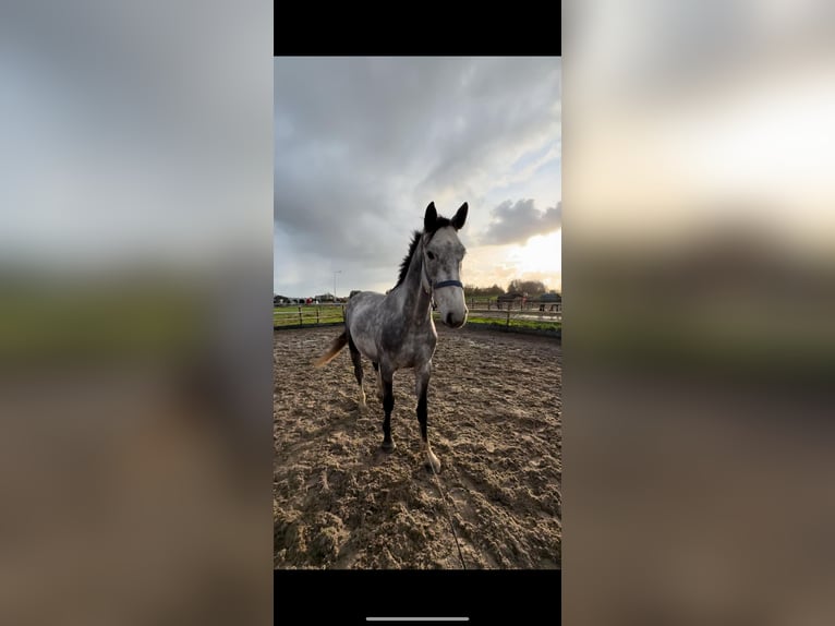 Belgian Warmblood Gelding 4 years 16,1 hh Gray in Sint-Amands