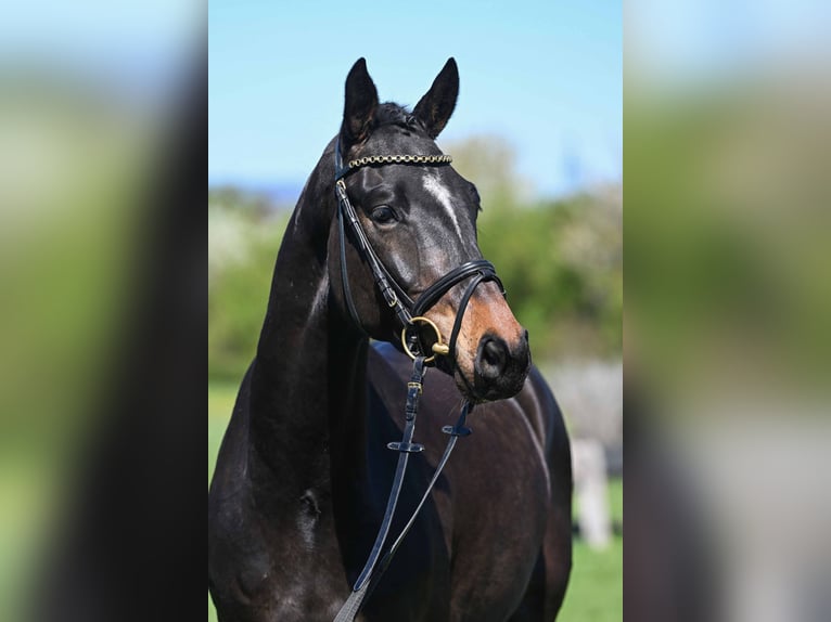 Belgian Warmblood Gelding 4 years 16.1 hh Smoky-Black in Gomadingen