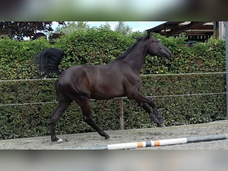 Belgian Warmblood Gelding 4 years 16,2 hh Black in Oosterzele