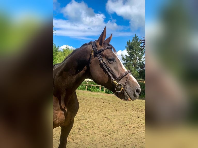 Belgian Warmblood Gelding 4 years 16,2 hh Chestnut in Ansen