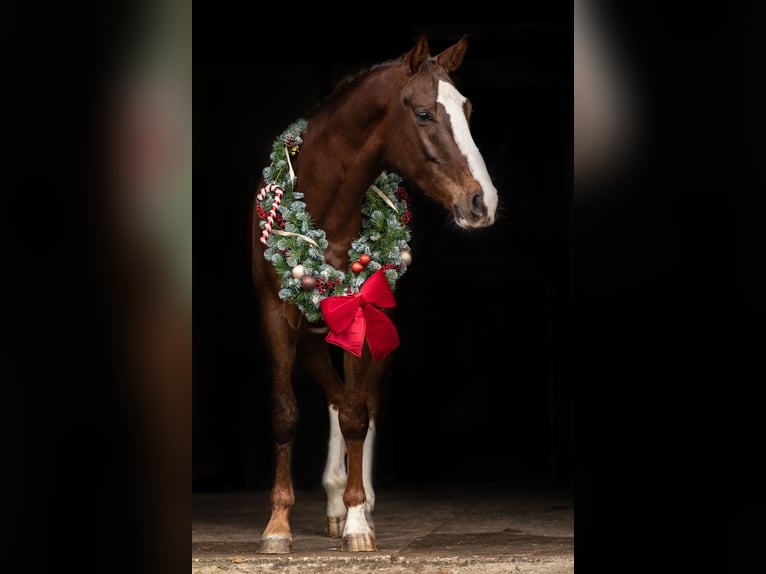 Belgian Warmblood Gelding 4 years 16,2 hh Chestnut in Ansen