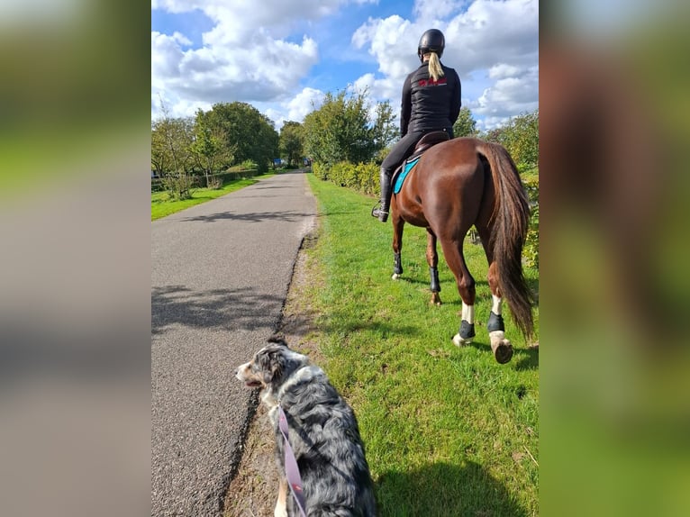 Belgian Warmblood Gelding 4 years 16,2 hh Chestnut in Ansen